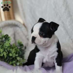 Boots, Boston Terrier Puppy